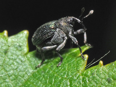 Ceutorhynchus erysimi