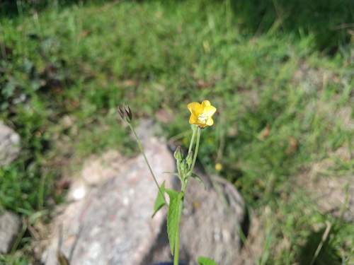 Thicket anoda (Anoda crenatiflora)