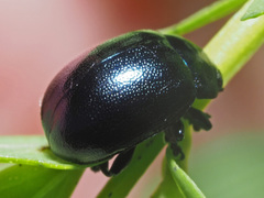 Chrysolina varians
