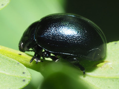 Chrysolina varians