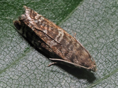Epinotia tedella