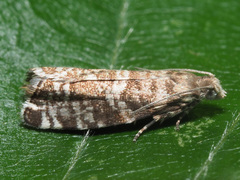 Epinotia tedella