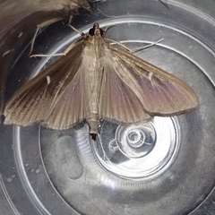 Cydalima perspectalis