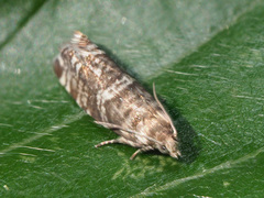 Epinotia tedella