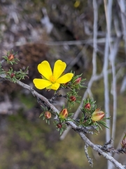 Hibbertia fasciculata