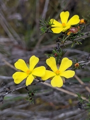 Hibbertia fasciculata