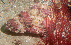 Thysanophrys cirronasus