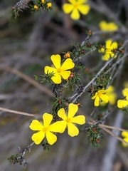 Hibbertia fasciculata