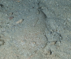 Platycephalidae