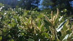 Notholithocarpus densiflorus echinoides