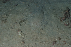 Platycephalidae
