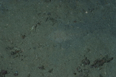 Platycephalidae