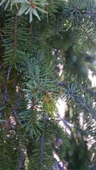 Picea breweriana