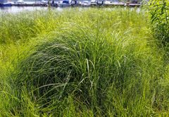 Carex vulpina
