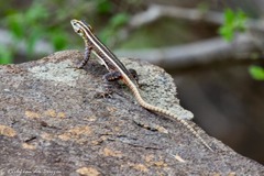 Platysaurus