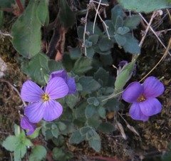 Aubrieta columnae italica