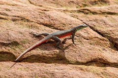 Platysaurus minor