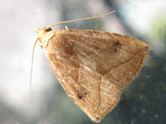 Rivula inconspicua