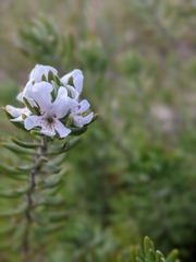 Westringia fruticosa