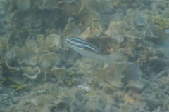 Scolopsis trilineata