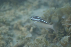 Scolopsis trilineata