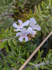 Westringia fruticosa