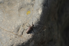 Oncideres dorsomaculata
