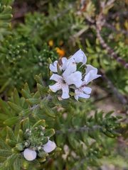 Westringia fruticosa