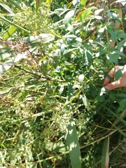 Thalictrum flavum
