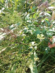 Thalictrum flavum