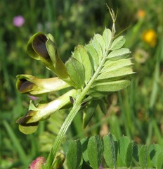 Vicia melanops