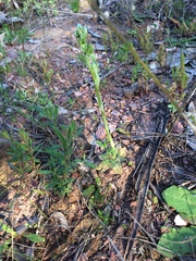 Pterostylis bicolor