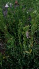 Utetheisa pulchelloides vaga