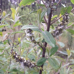 Salix paradoxa