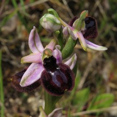 Ophrys sphegodes sipontensis