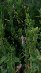 Utetheisa pulchelloides vaga