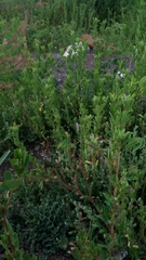 Utetheisa pulchelloides vaga