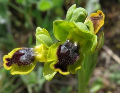 Ophrys lutea phryganae