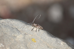 Oncideres dorsomaculata