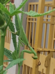 Hierodula tenuidentata