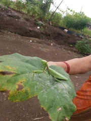 Hierodula tenuidentata