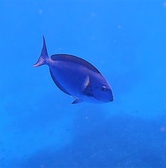 Whitefin Surgeonfish photo 5