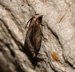 Spilonota mortuana