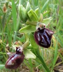 Ophrys sphegodes atrata