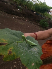 Hierodula tenuidentata