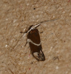 Promalactis longiuncata