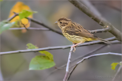 Emberiza rutila