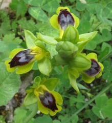 Ophrys lutea