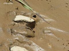 Piruna cyclosticta