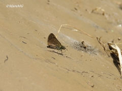 Piruna cyclosticta